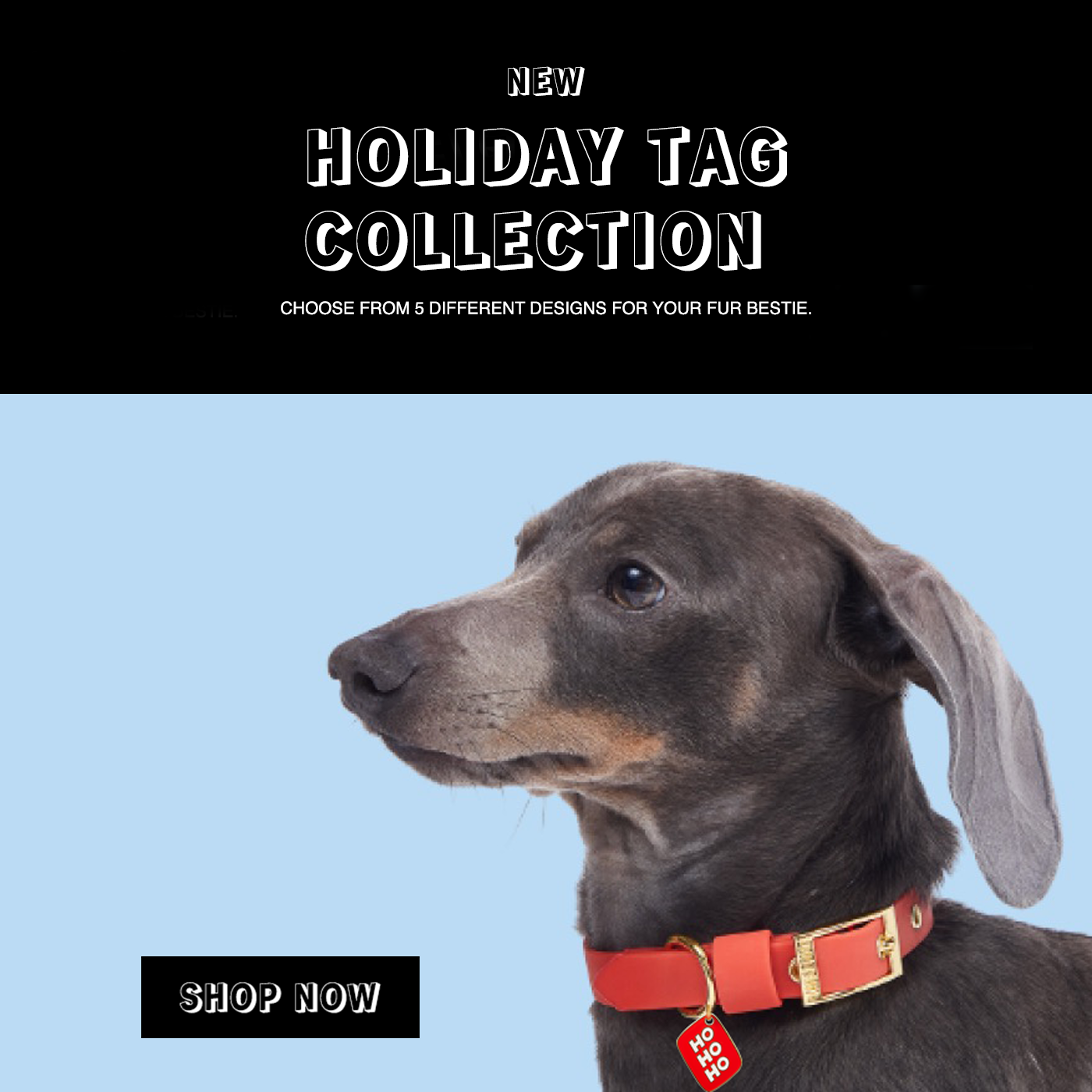Unique Pet ID Tags, Leashes, Collars & More – TRILL PAWS